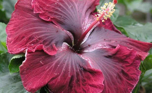 Nigeria to Earn $3bn Annually on Hibiscus Trade with Mexico