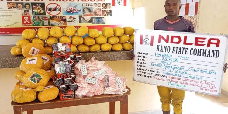 NDLEA Seizes 6 Vehicles, 40ft Trailer Load Skunk in Abuja and  Intercepts Australia-bound Cocaine in  Lagos