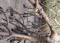 MEDI Condemns Another Oil Spill in Kpean Community, Khana LGA